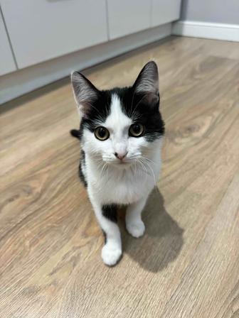 Котенок