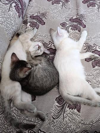 Котята