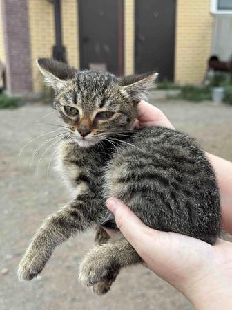 Котята ищут семью