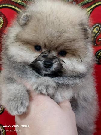 Шикарный мишка померашка