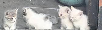 Котята. Отдам в хорошие руки