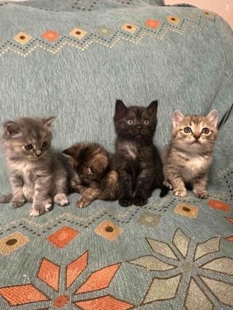 Котята