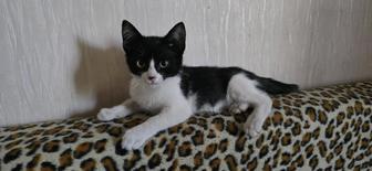Отдам в хорошие руки котенка