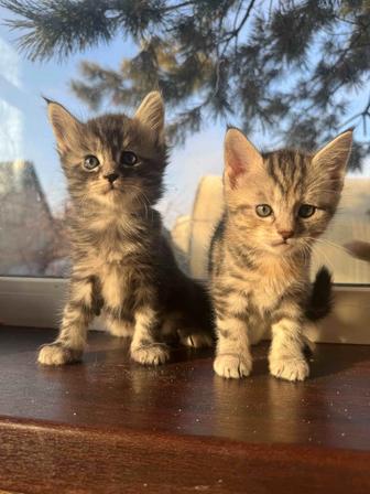 Котенок мейн кун