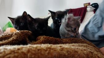 Котята