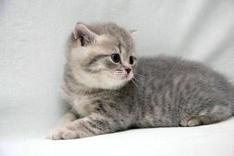 котята с документами шотландцы
