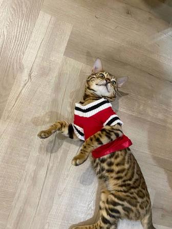 Бенгальская Кошка