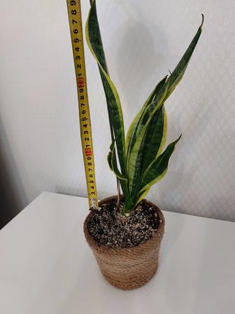 Продаётся сансевиерия
