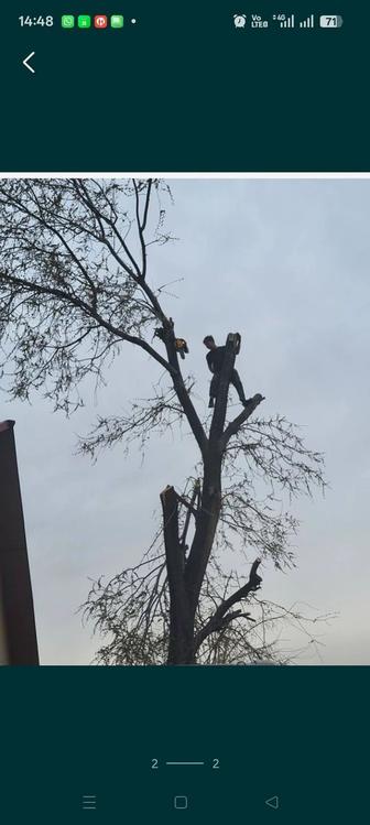 С пилим деревья. Агаш кесемиз.