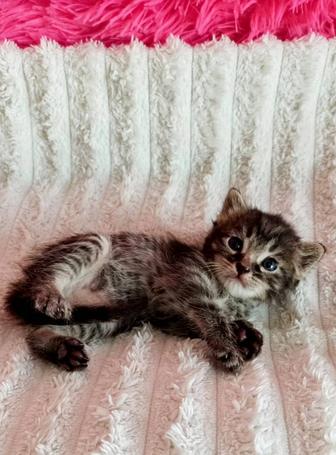 Котенок 1,5 мес