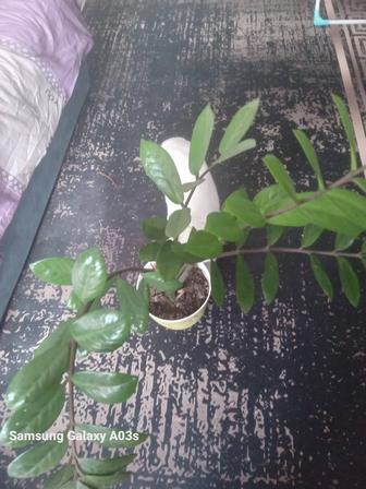 Комнатные растения