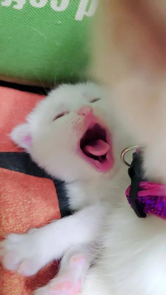 Котята шотландские вислоухие