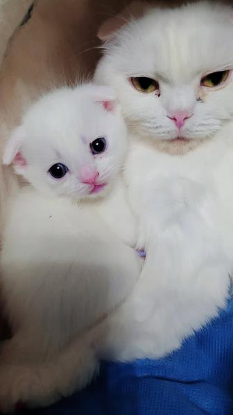 Котята шотландские вислоухие