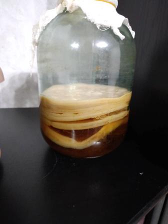 Продам чайный гриб