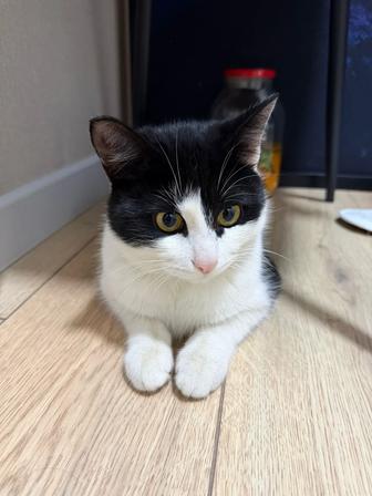 Ласковый спокойный кот