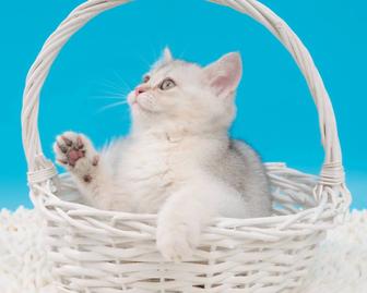 Котята британцы