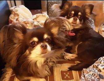 щенки чихуахуа шоколадные