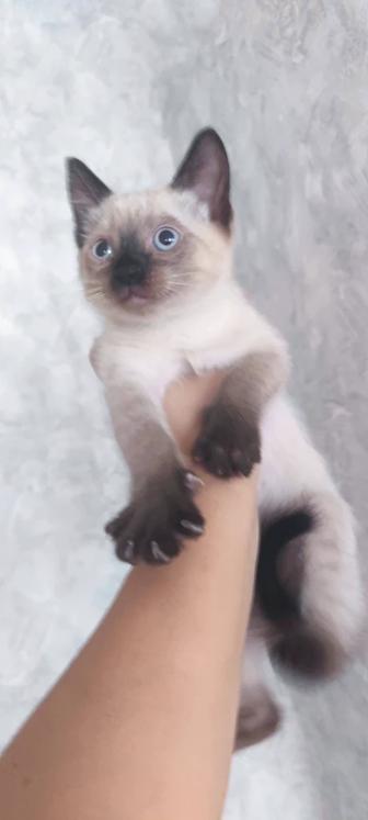 Отдам котенка