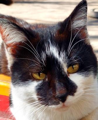 Кошечка в хорошие руки