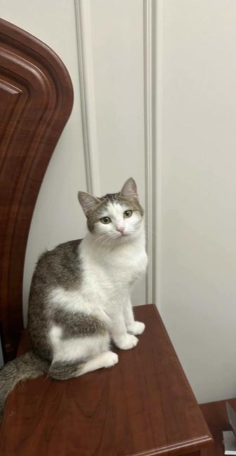 Кошка