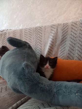 Отдам котенка мальчик в добрые руки