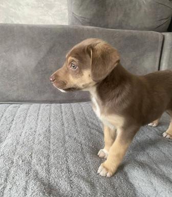 Отдам щенка