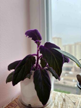 Комнатные растения