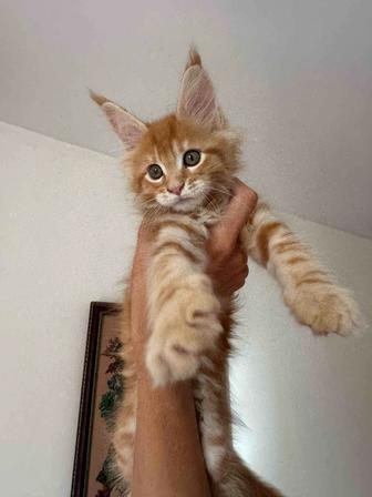 Мейн кун котенок