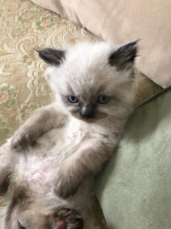 Ищу сиамского котенка