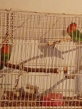 Продам попугаев срочьно