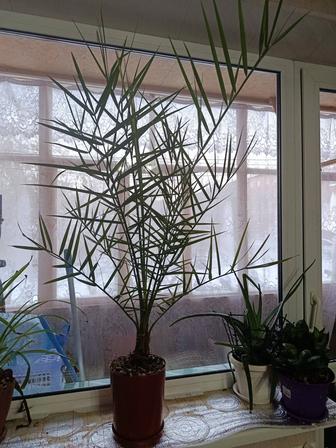 Продаю финиковую пальму