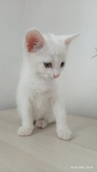 Котик