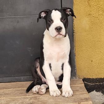 Щенки Стаффорда