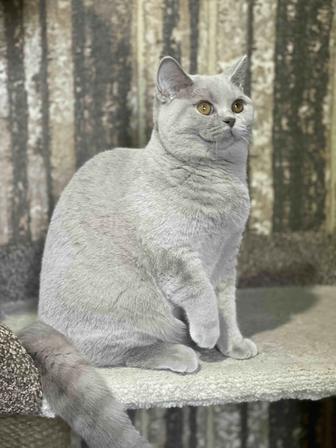 Британский котенок (девочка)