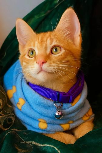 Рыжий котенок