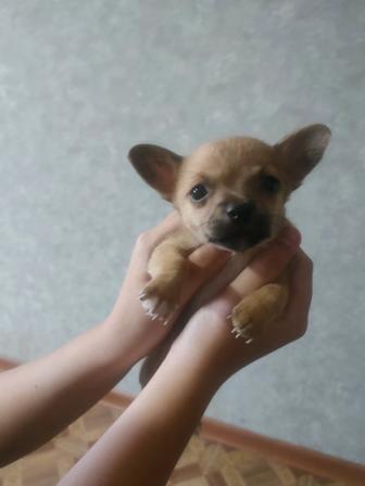 Щенки чихуахуа