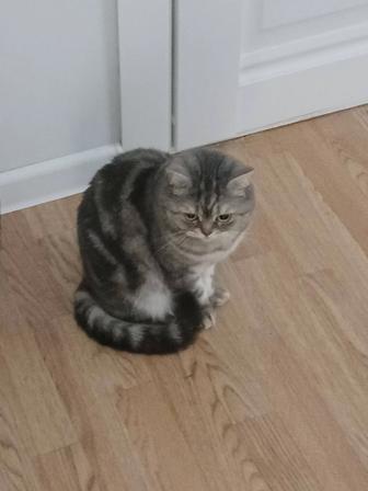 Отдам кошку