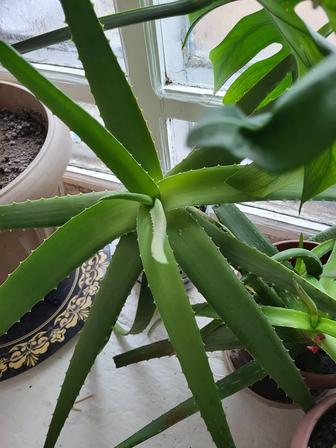 Алое лечебное, древовидное