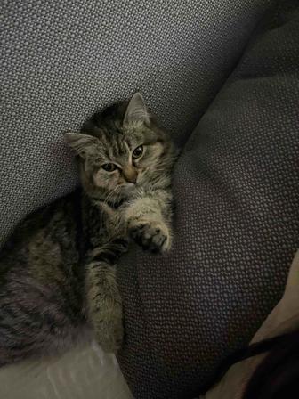 Отдам котенка