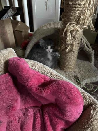 Котята Крысолов