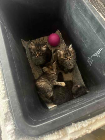 Отдам в хорошие руки котят