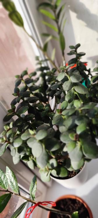 Продам Толстянка (крассула), широко известная как денежное дерево.