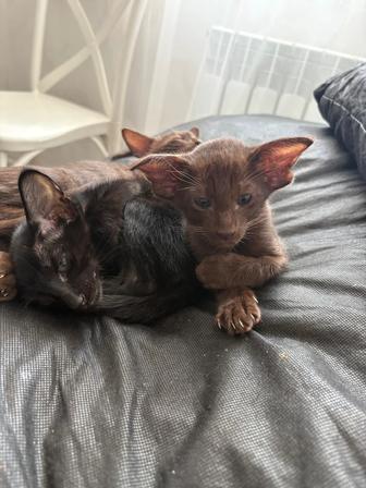 Продам Котят Ориенталов чистокровных