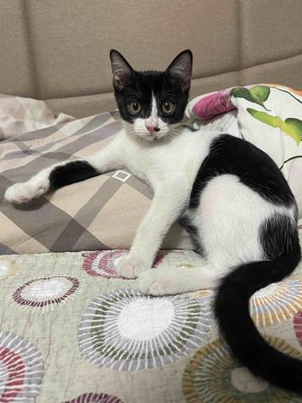Котенок мальчик в добрые руки