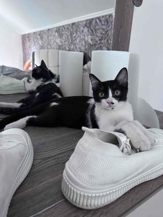 Котенок мальчик в добрые руки