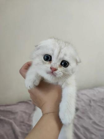 Плюшевый белый мишка