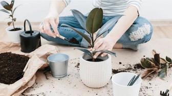 Комнатные растения.