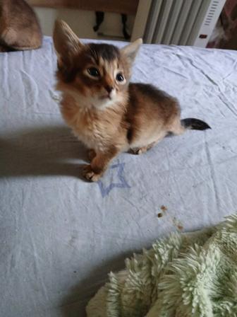 Продается котенок Сомали