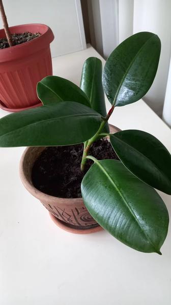 Декоративный цветок фикус