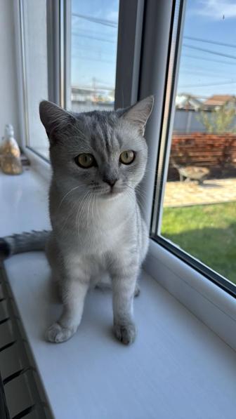 Котенок